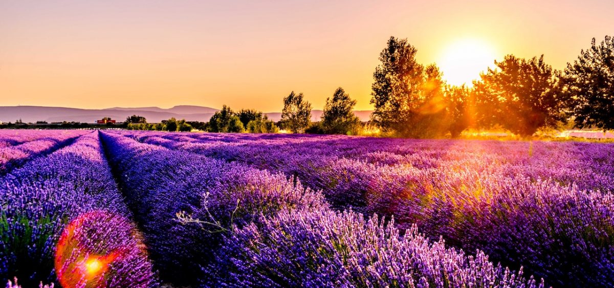 lavender fields provence