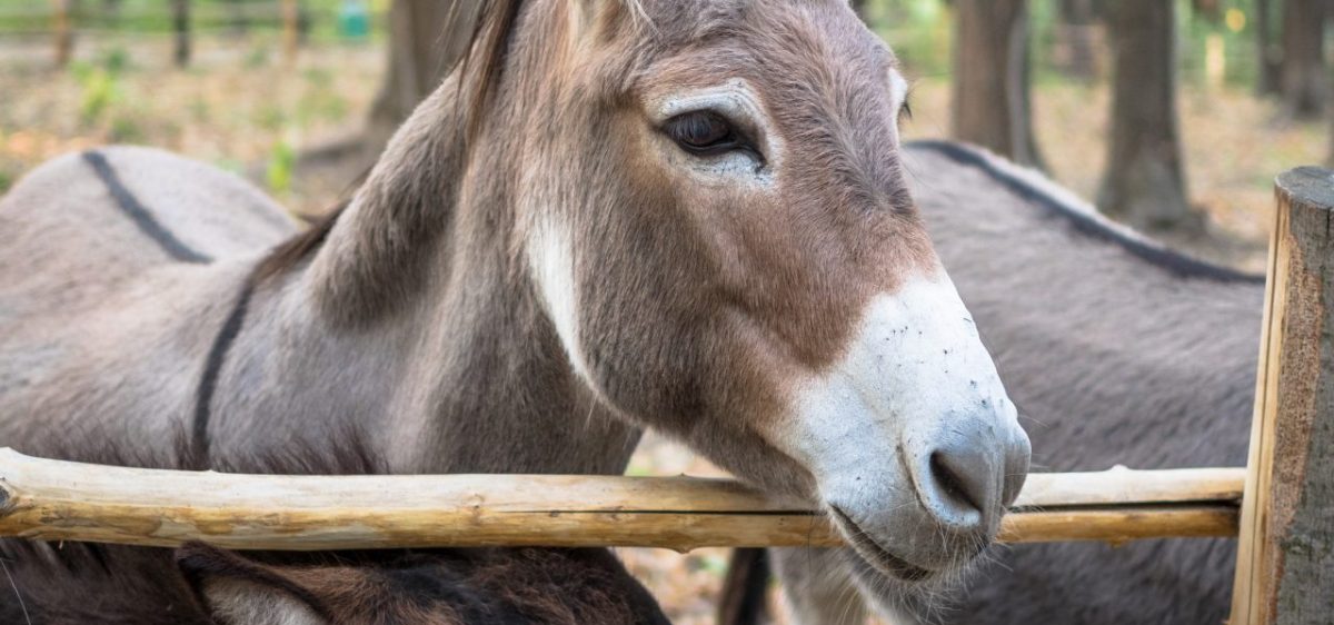 provence donkey