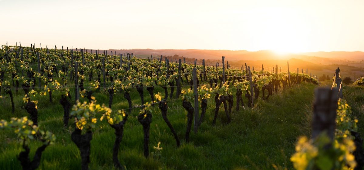 vineyard provence
