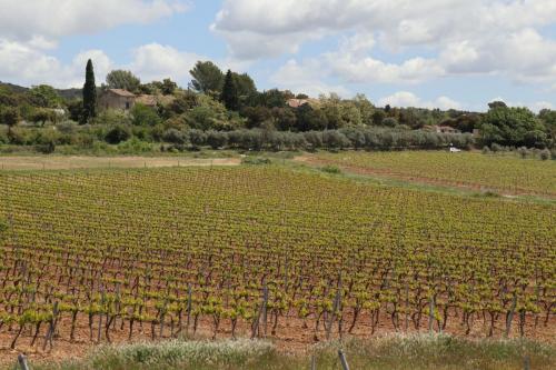 Vineyards near Puyloubier, France