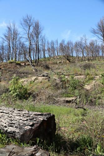 Recovering forest near Puyloubier, France