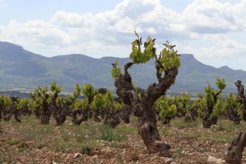 Vineyards near Puyloubier, France