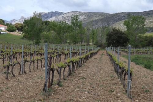 Vineyards near Puyloubier, France