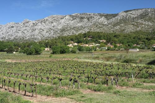 Vineyards near Puyloubier, France