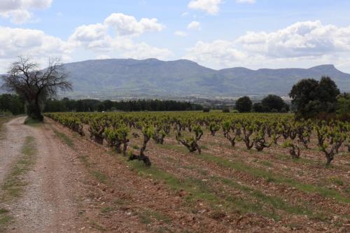 Vineyards near Puyloubier, France