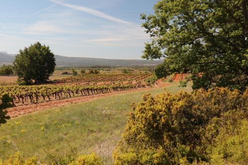 Vineyards near Puyloubier, France