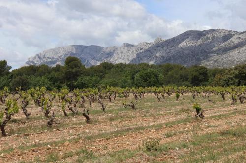 Vineyards near Puyloubier, France